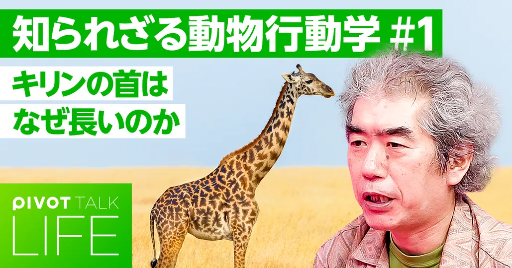 【動物行動学】キリンの首はなぜ長いのか