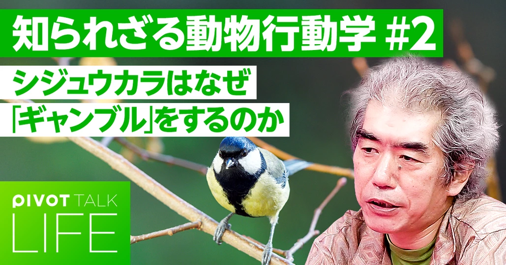 【動物の生存戦略】飢えたシジュウカラは「ギャンブル」する?