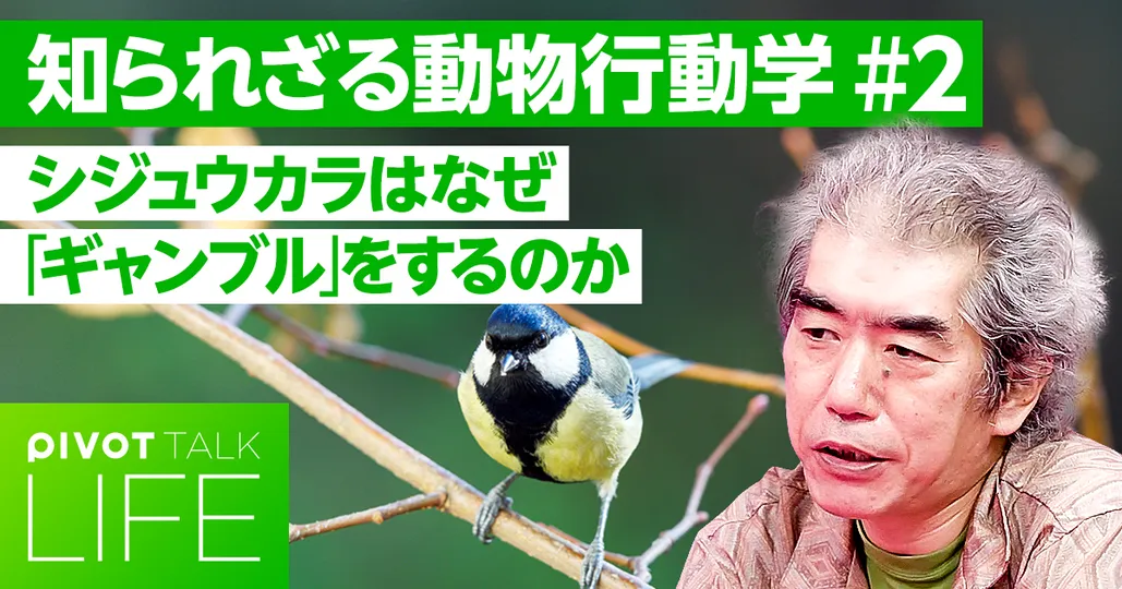 【動物の生存戦略】飢えたシジュウカラは「ギャンブル」する？
